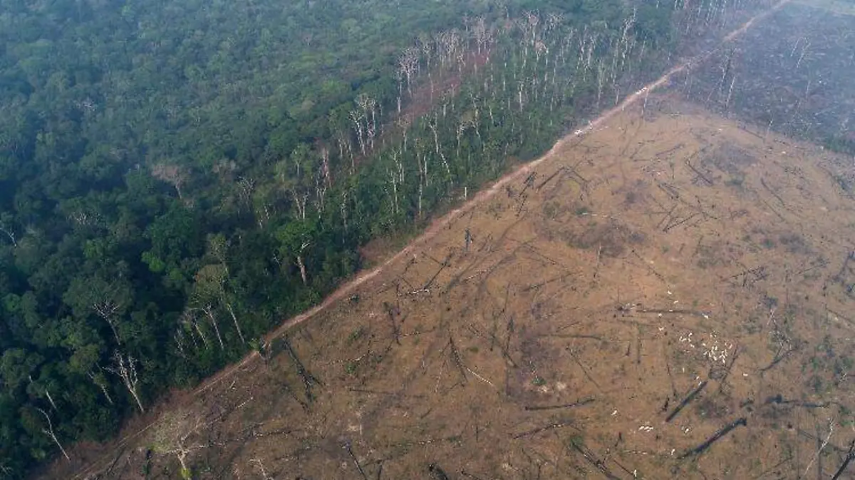 amazona-amazonia-brasil (2)